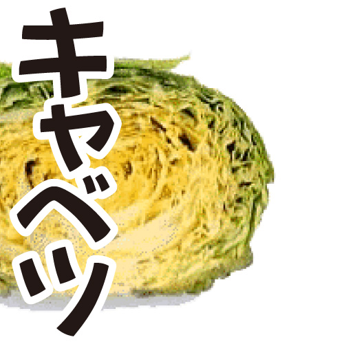 キャベツ 1個 神奈川県産 自然食品 オーガニックショップ太陽食品 自然食品の宅配と店 無農薬 有機野菜