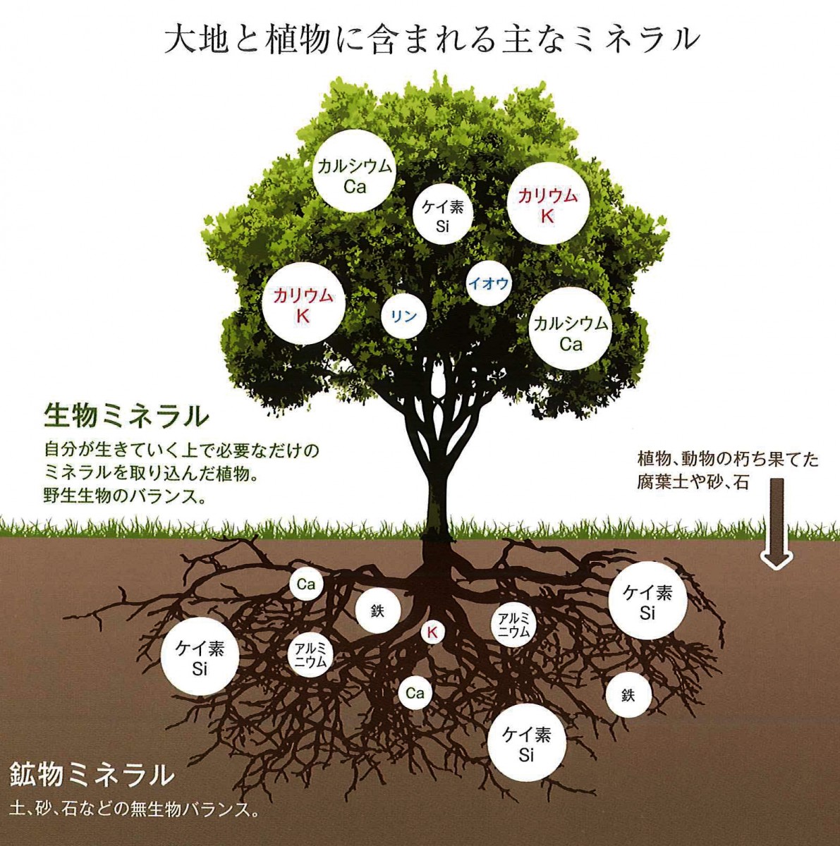 激安単価で ハイパワーマグマン 15％水溶液 110ｇ ※中山栄基先生の野生